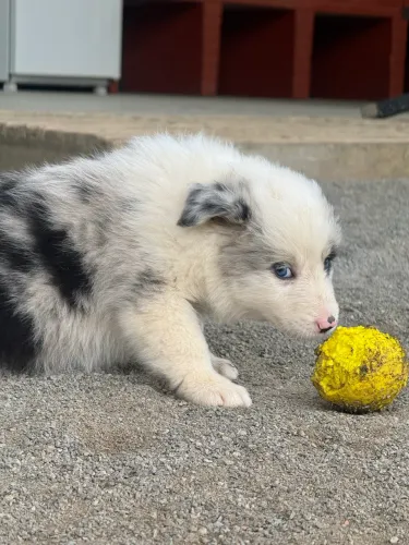 Border collie de olho azul