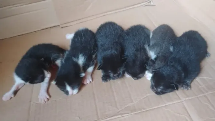 Gatos doacao
