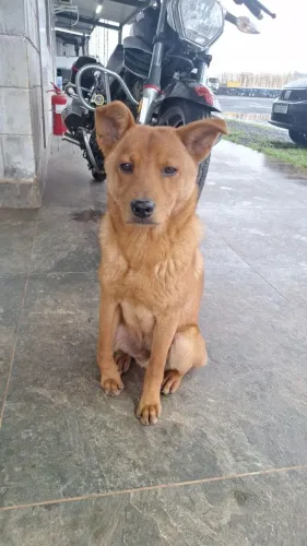 ? ADOÇÃO RESPONSÁVEL - PRECISA DE UM LAR URGENTE! ?