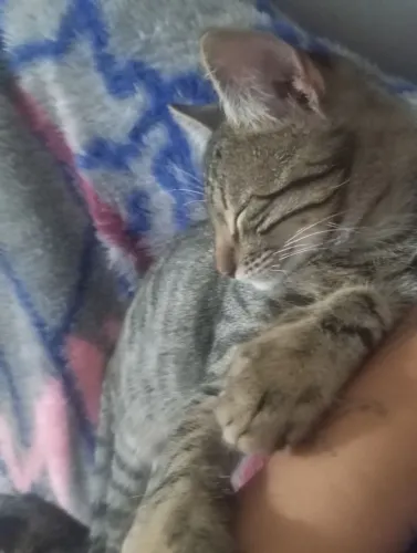 Gatinhos adoção