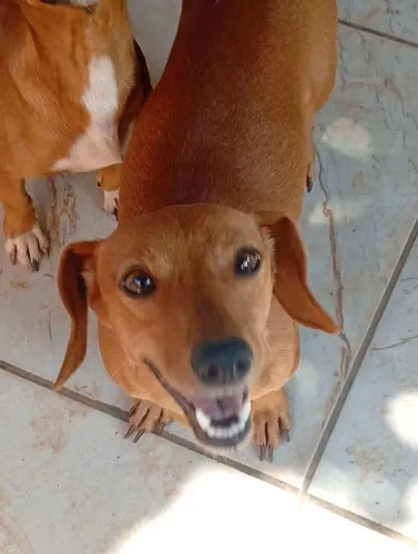 Cachorra fêmea de porte pequeno