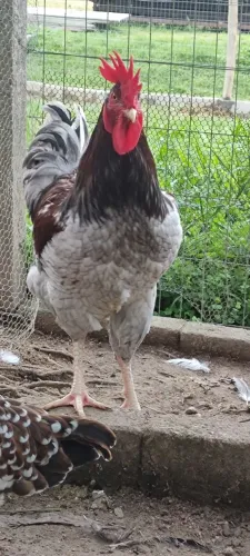 Galo( GSB)