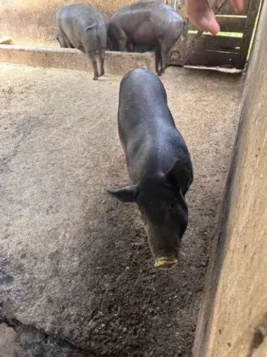 Vendo uma novilha de porca
