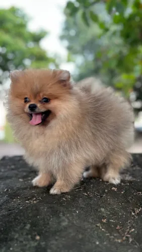 Belíssimo exemplar de Lulu da pomerania