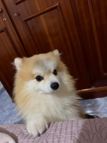 Lulu da pomerania