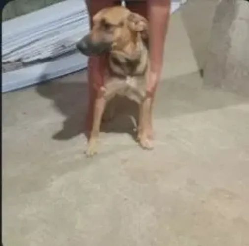 Doação de cachorro 