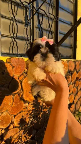 Shih Tzu