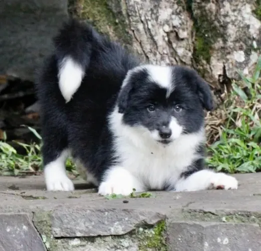 Filhotes de Border Collie | Alegria em forma de patinhas.