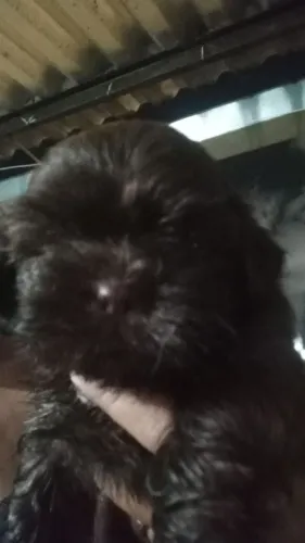Lindos Shihtzu macho e fêmea