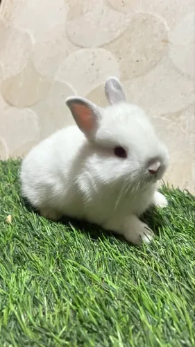 Mini coelhos