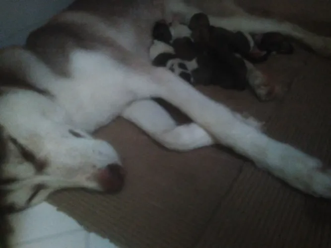 FILHOTES DE HUSKY SIBERIANO COM PASTOR ALEMÃO