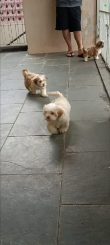 Filhotes Shih Tzu - Macho e Fêmeas
