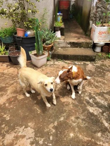 Doação de Filhotes Bolder Collie com Vira Lata.