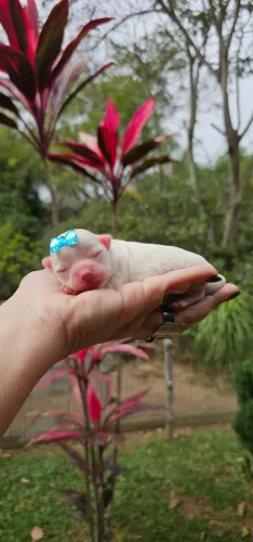 Chihuahua Branca Pelo Curto