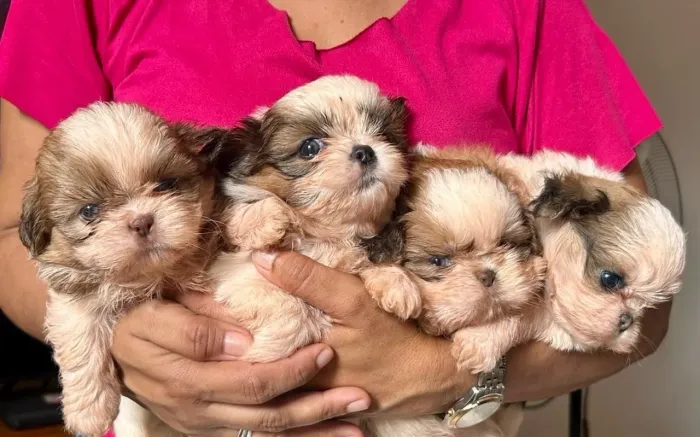 Shihtzu macho e fêmea