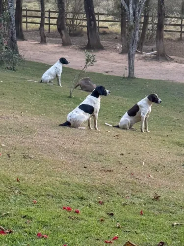 Pointer Inglês