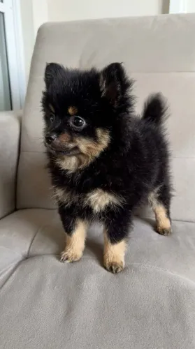 Spitz Alemão anão Lulu da Pomerania 