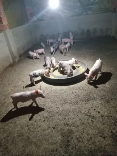Vende-se filhotes de suíno
