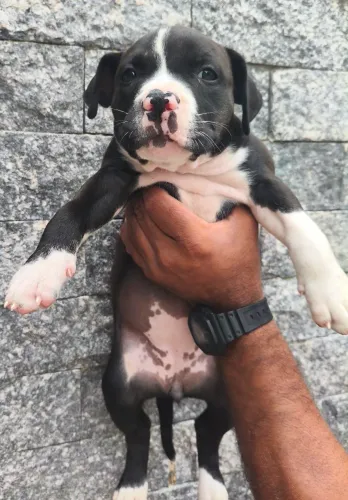 American Bully 
