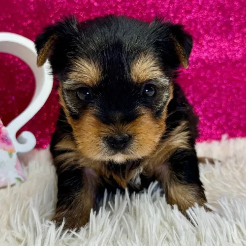 Yorkshire Terrier/ Uma joia em forma de filhote