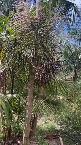 27 hectares documentado Com plantio de açaí 1500 toiceiras Há 80km de Castanhal