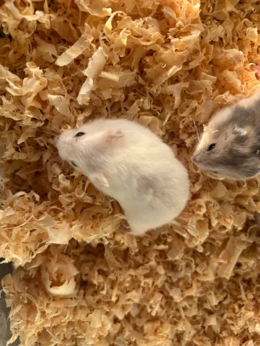 Hamster anão russo