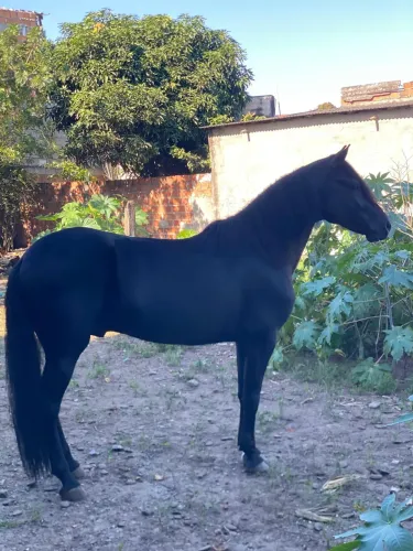 Cavalos