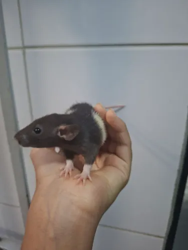 Ratos twisters