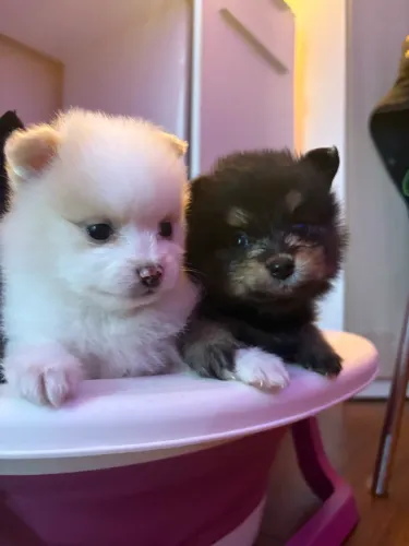 Vendo Lulu da Pomerânia (Spitz)