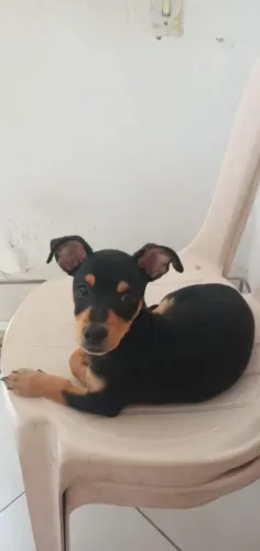 DOA-SE CACHORRO FILHOTE