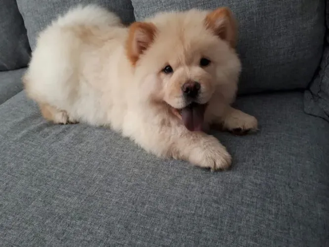 Chow Chow fêmea - 48 dias