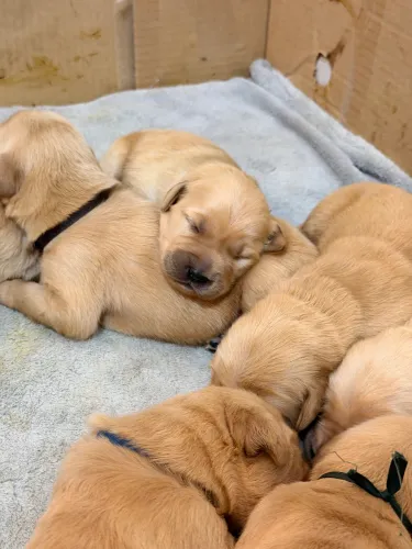 Filhote de Golden Retriever