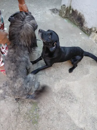 Doação de cachorro 