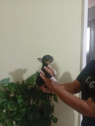 Belo Pinscher Macho para Família