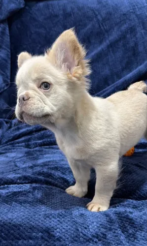 Bulldog francês Fluffy Lilac platinum portador de Isabela