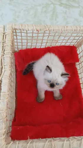 Gatos persa