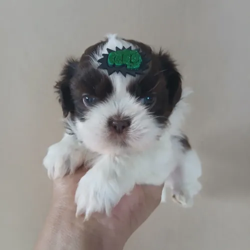 Filhote shih tzu macho