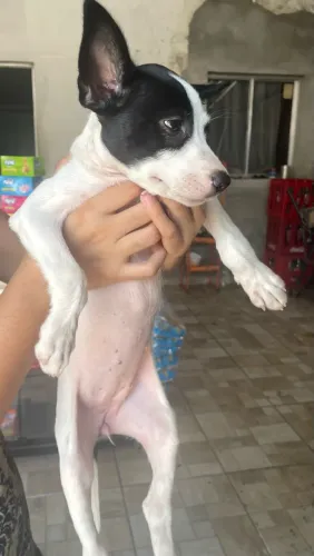 Filhote fêmea 4 meses
