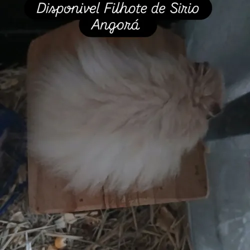 Hamster Sirio Angorá macho