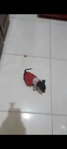Vendo  UM  Casal pincher, valor 3,000 três mil reais 