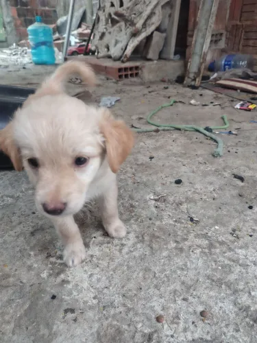 Pets para adoção 