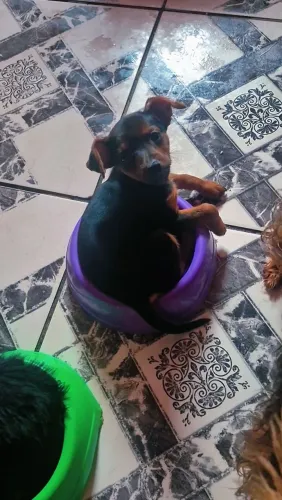 Pinscher com York