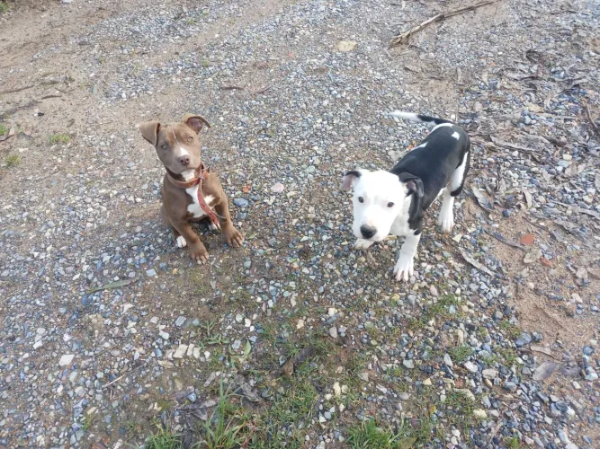 Casal Pitbull 