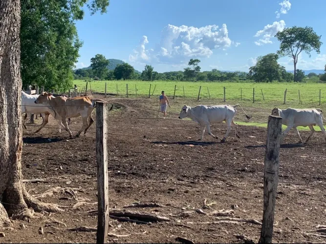 Sítio Região taquaral bosque Corumbá MS