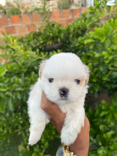 Filhotes de Shih tzu (Padrão europeu) para clientes exigentes 