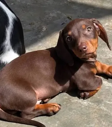 Dachshund - Conheça os Filhotes e Consulte a Disponibilidade