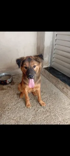 Cachorro mestiço de Pastor Alemão com Chow Chow para adoção