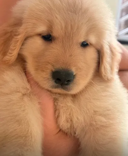 Cachorro