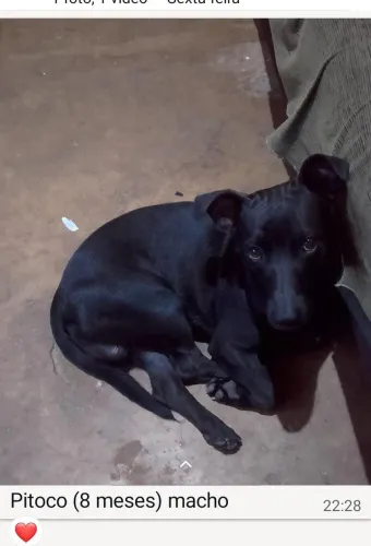 Cachorros p adoção responsável 