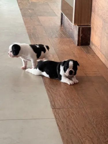 Bulldog francês 
